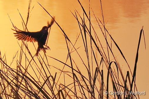 Landing On River Grass_06094.jpg - Photographed near Lindsay, Ontario, Canada.